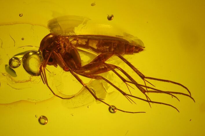 Detailed Fossil Fly (Diptera) In Baltic Amber #150717